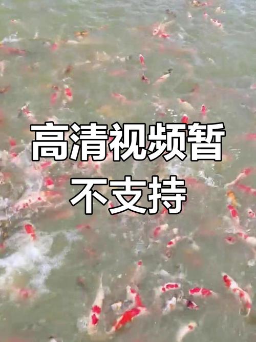 为什么快手不能看电视了(为什么快手突然看不了电影)