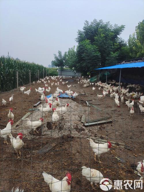 白羽肉鸡多久出栏(白羽肉鸡多少天成熟下蛋)