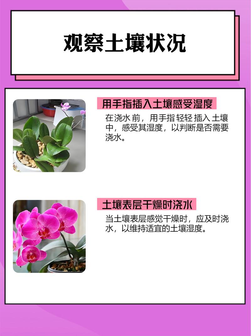 蝴蝶兰怎么浇水(蝴蝶兰怎么浇水多长时间浇一次)