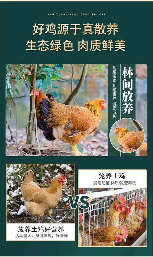 鸡要养多久才能吃(一般养鸡多久才能吃)