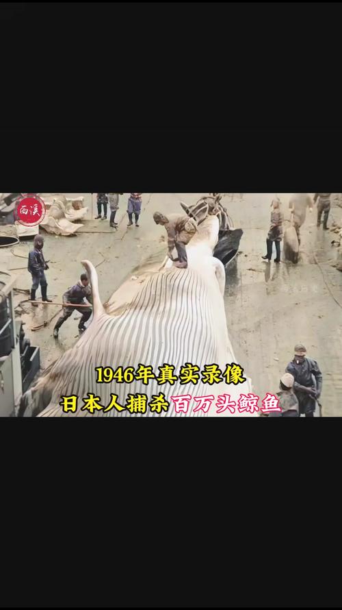日本为什么捕杀海豚-第1张图片-天汇百科网 日本为什么捕杀海豚-第1张图片-天汇百科网