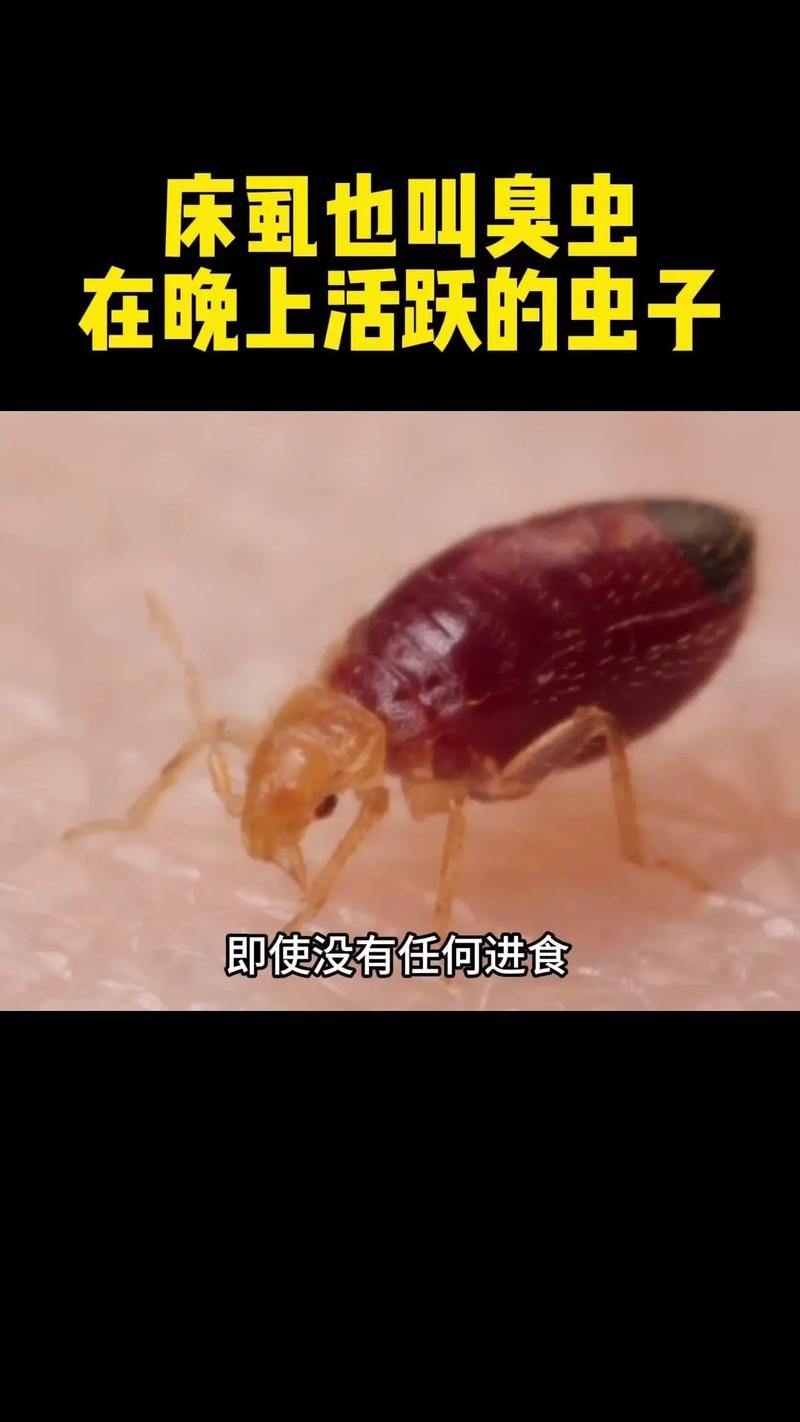 宿舍为什么会有臭虫(宿舍为何有臭虫)-第1张图片-天汇百科网 宿舍为什么会有臭虫(宿舍为何有臭虫)-第1张图片-天汇百科网