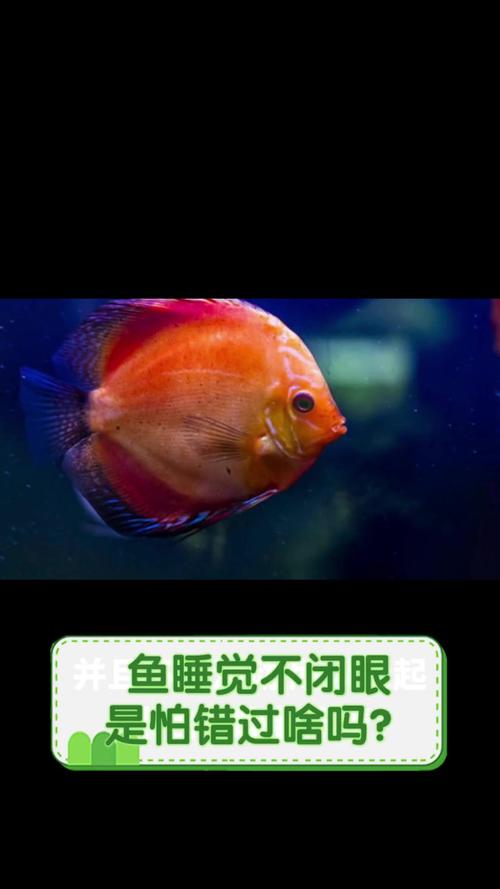 鱼睡觉为什么不闭眼睛(鱼睡觉为什么不闭眼睛200字)