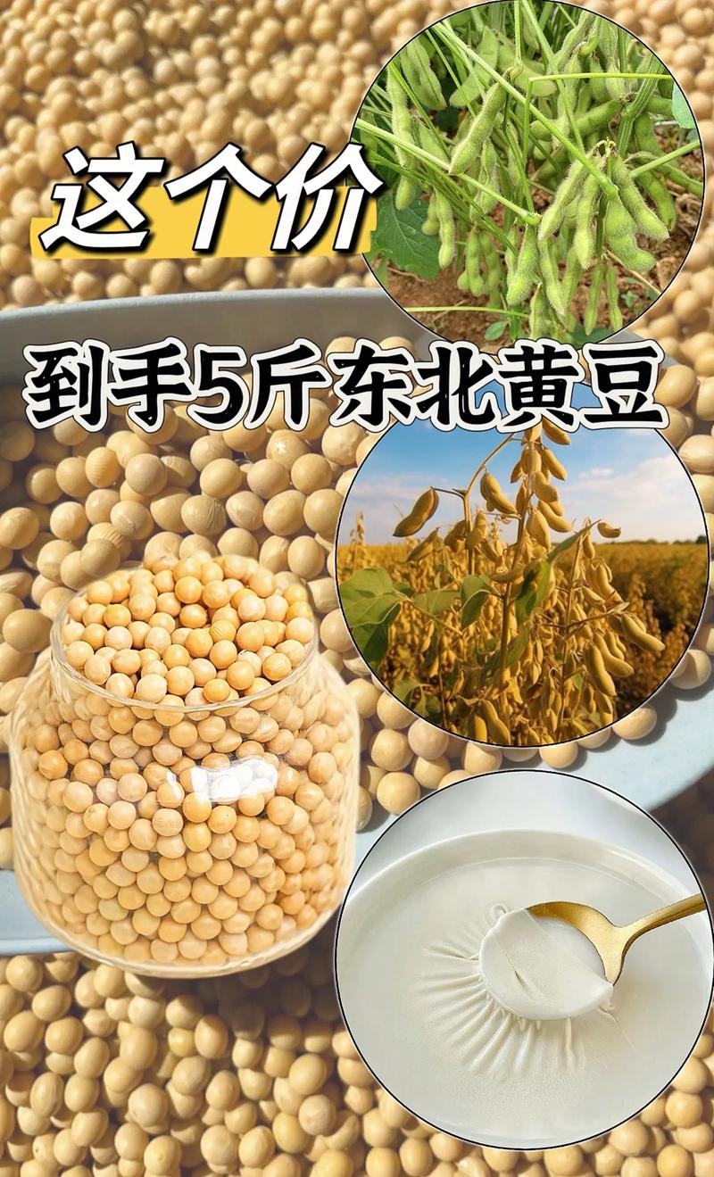 黄豆保质期多久(真空黄豆保质期多久)