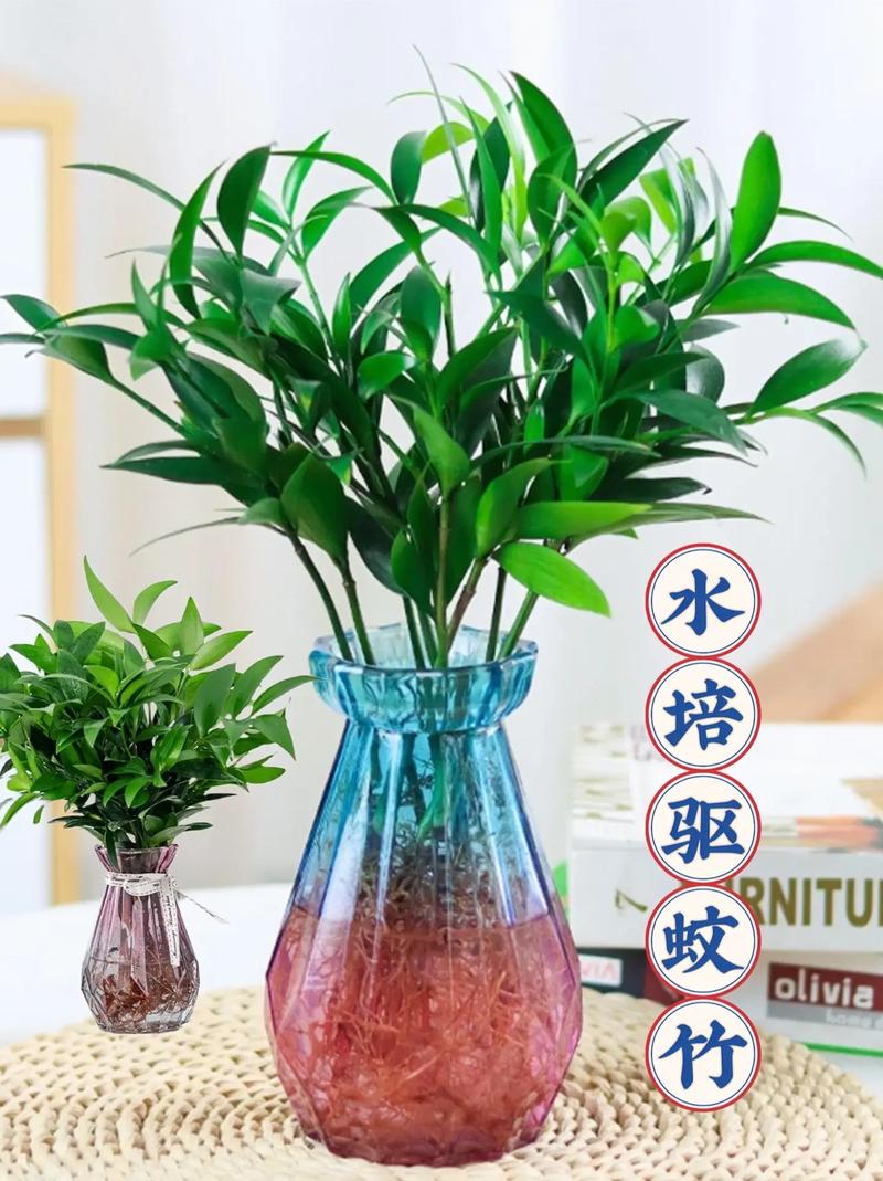 哪些植物适合水培(有哪些植物适合水培)-第1张图片-天汇百科网 哪些植物适合水培(有哪些植物适合水培)-第1张图片-天汇百科网