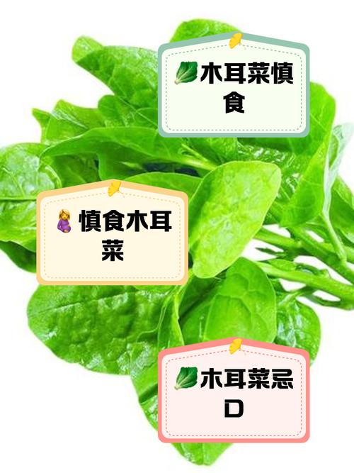 哪些人不能吃木耳(哪些人不能吃木耳菜)