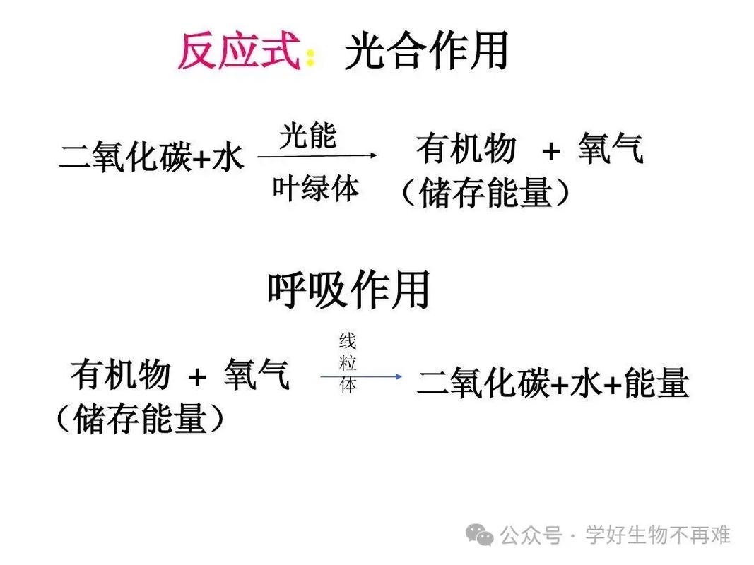 呼吸的作用有哪些(呼吸作用有什么重要意义)-第1张图片-天汇百科网 呼吸的作用有哪些(呼吸作用有什么重要意义)-第1张图片-天汇百科网