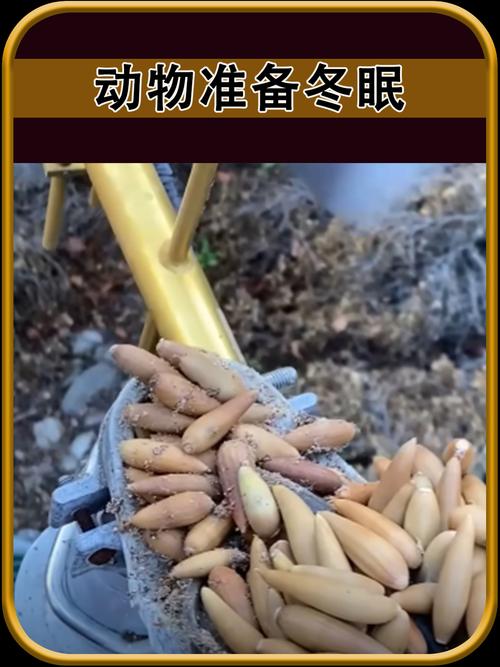 冬天有哪些动物冬眠(冬天有哪些动物冬眠视频)-第1张图片-天汇百科网 冬天有哪些动物冬眠(冬天有哪些动物冬眠视频)-第1张图片-天汇百科网