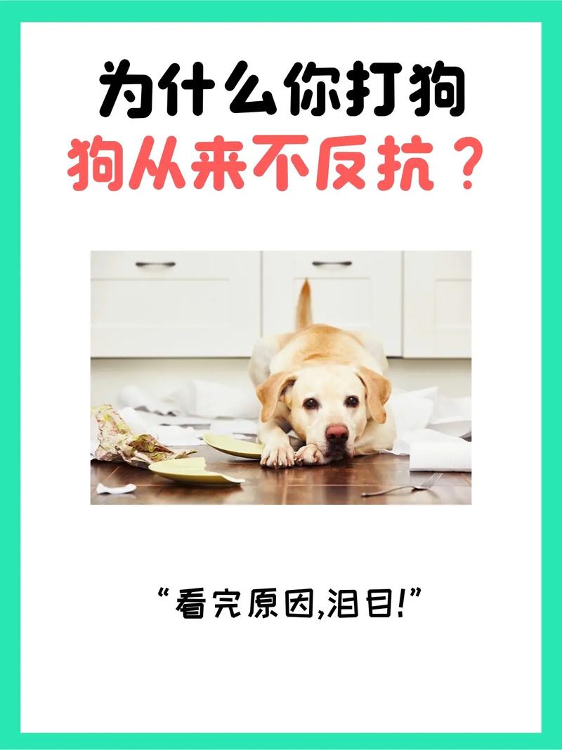 经常打狗狗会怎么样(经常打狗狗会怎么样呢)