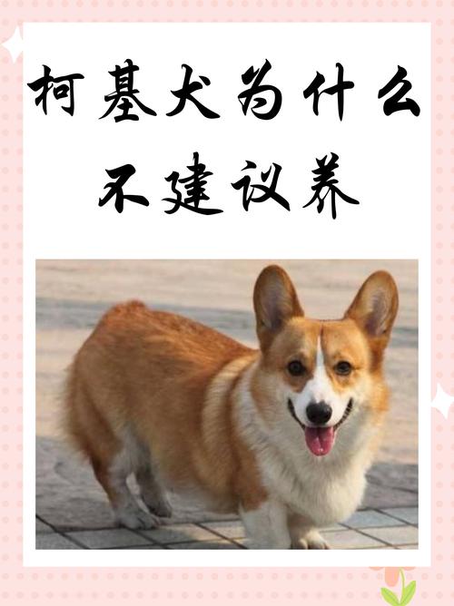 柯基为什么不叫(柯基为什么不叫唤)