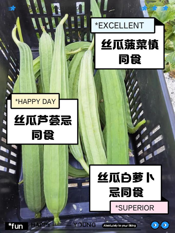 丝瓜为什么不结果(丝瓜为什么不结果花包也没有)