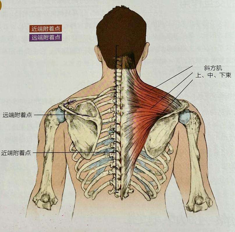 斜方肌为什么不能练(斜方肌为什么不能练出来)