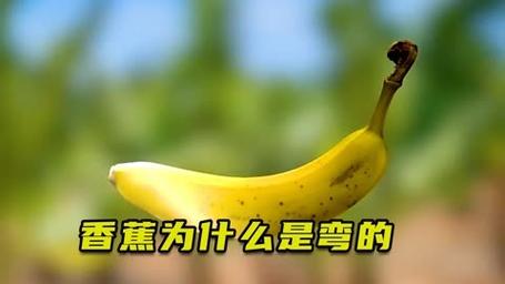 为什么香蕉是弯的(为什么香蕉是弯的而不是直的)