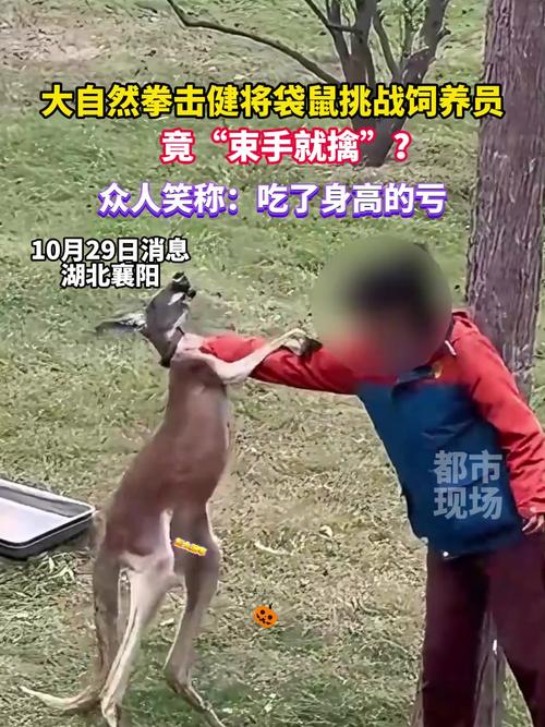 袋鼠拳王用什么医好(袋鼠拳击厉害)-第1张图片-天汇百科网 袋鼠拳王用什么医好(袋鼠拳击厉害)-第1张图片-天汇百科网