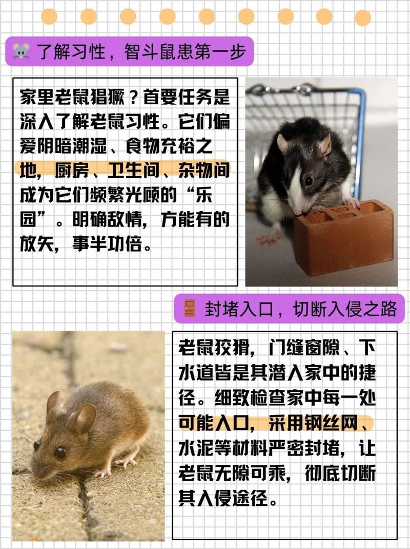老鼠白天怎么活动(老鼠白天会自己跑出去吗)-第1张图片-天汇百科网 老鼠白天怎么活动(老鼠白天会自己跑出去吗)-第1张图片-天汇百科网