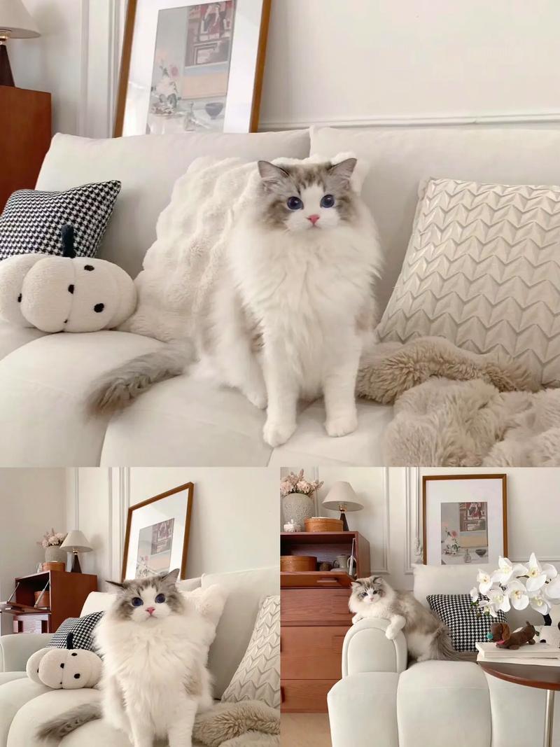 什么仙猫咪vip(比较仙的猫)